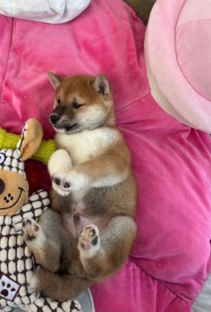 Shiba inu
