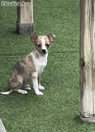 Csivava kiskutya merle színben