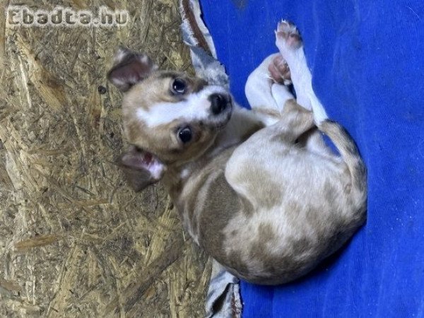 Csivava kiskutya merle színben