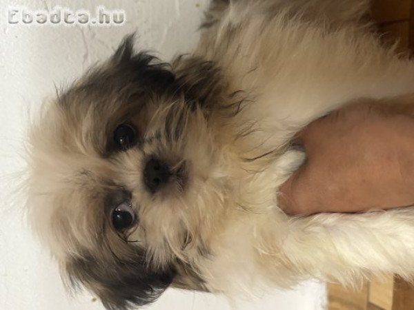 Shi-tzu kisfiú