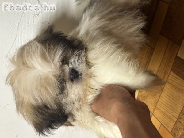 Shi-tzu kisfiú