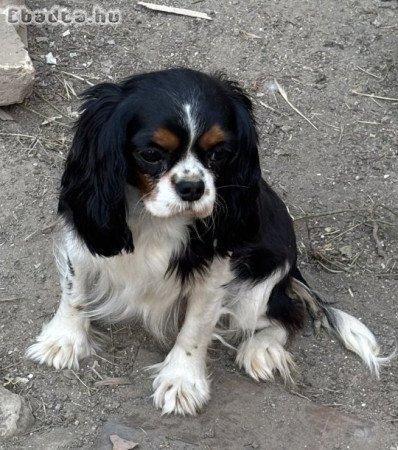 Cavalier spániel lány