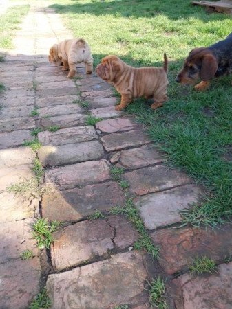 Shar pei sharpei shar-pei