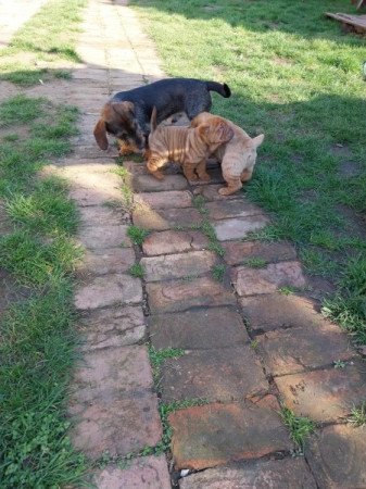 Shar pei sharpei shar-pei