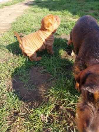 Shar pei sharpei shar-pei