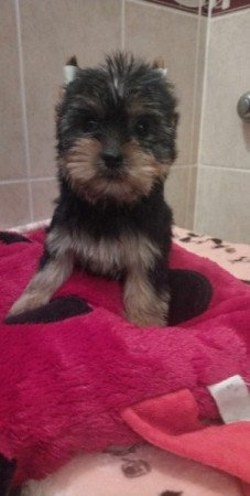 Yorkshire terrier