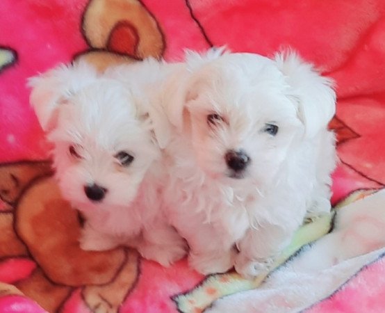 Bichon Havanese