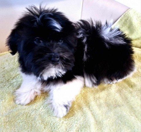 Havanese