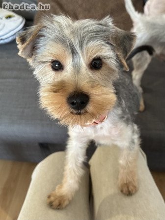 Yorkshire terrier kölyök