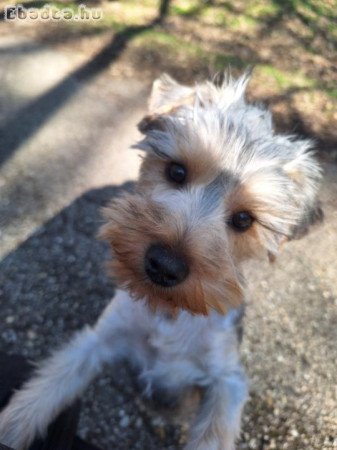 Yorkshire terrier kölyök