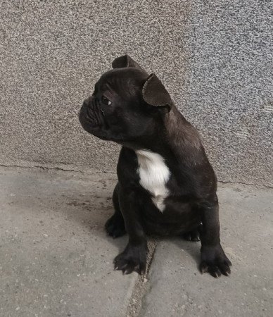 Francia bulldog