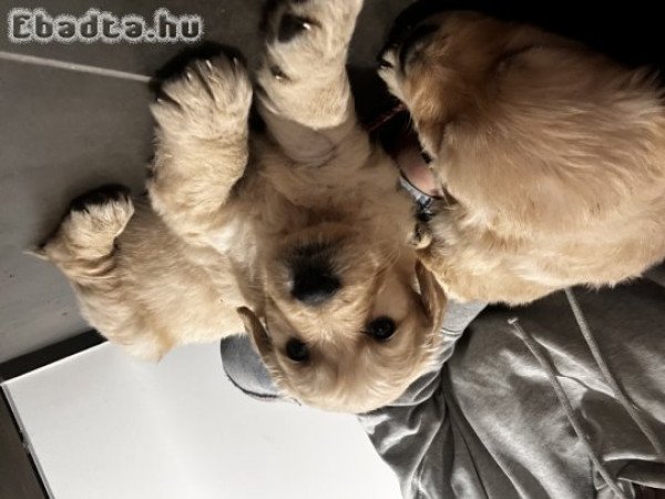 Goldi kiskutyák szerető gazdit keresnek