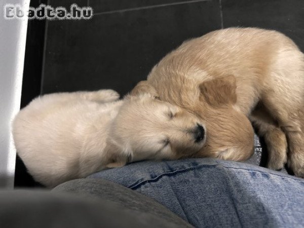 Goldi kiskutyák szerető gazdit keresnek
