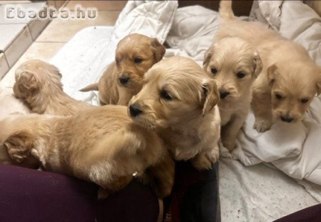 Goldi kiskutyák szerető gazdit keresnek