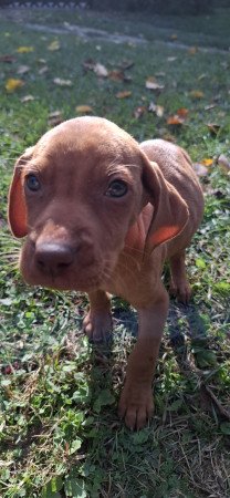 Magyar vizsla kölyök