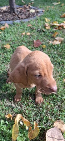 Magyar vizsla kölyök