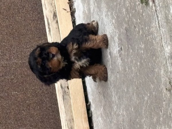 Cavapoo