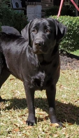 Labrador