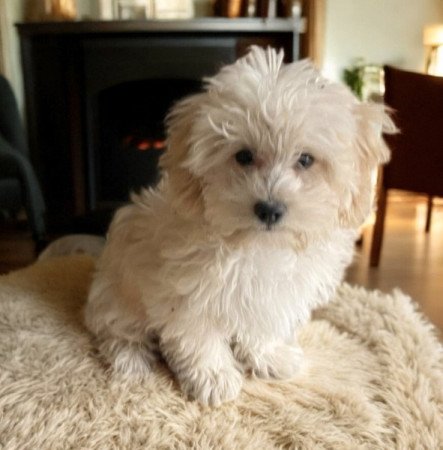 Maltipoo Maltai selyem es torpe uszkar