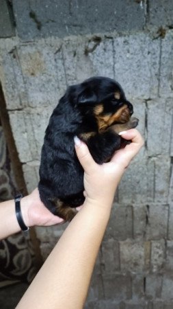 Rottweiler
