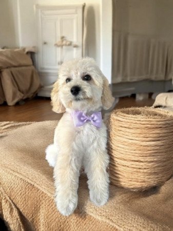 Maltipoo maltai selyem es torpe uszkar