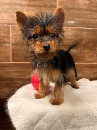 Mini Yorkshire terrier