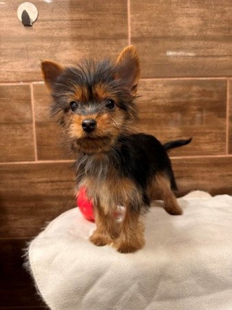 Mini Yorkshire terrier