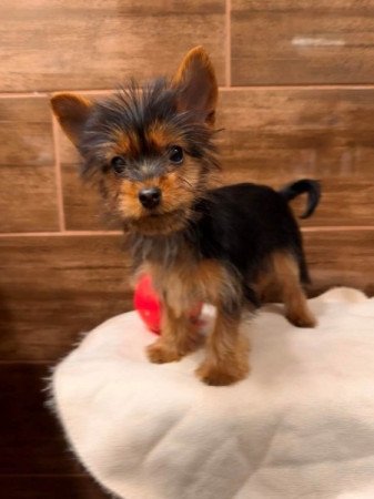 Mini Yorkshire terrier