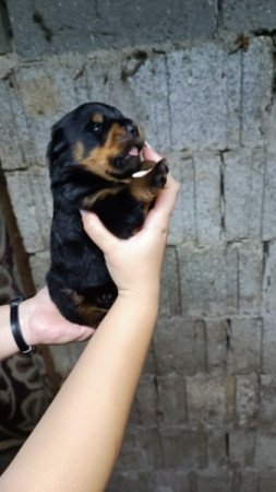 Rottweiler