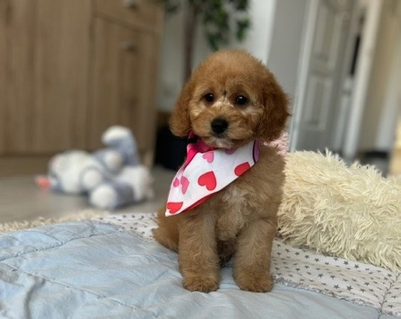 Cavapoo