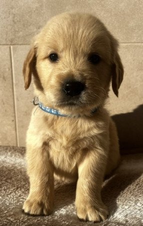 Golden Retriever