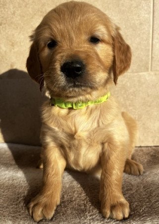 Golden Retriever