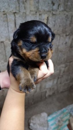 Rottweiler