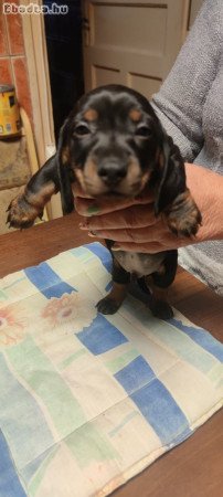 Eladó tacskó kiskutyák