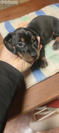 Eladó tacskó kiskutyák