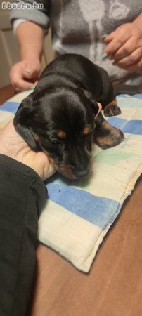 Eladó tacskó kiskutyák