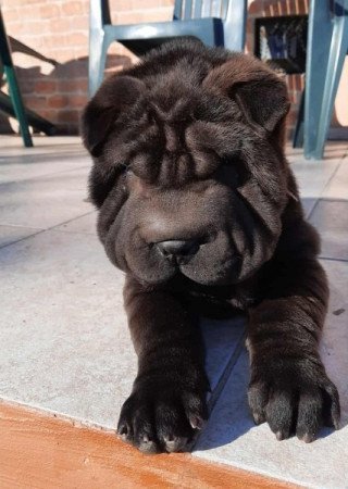 Shar pei