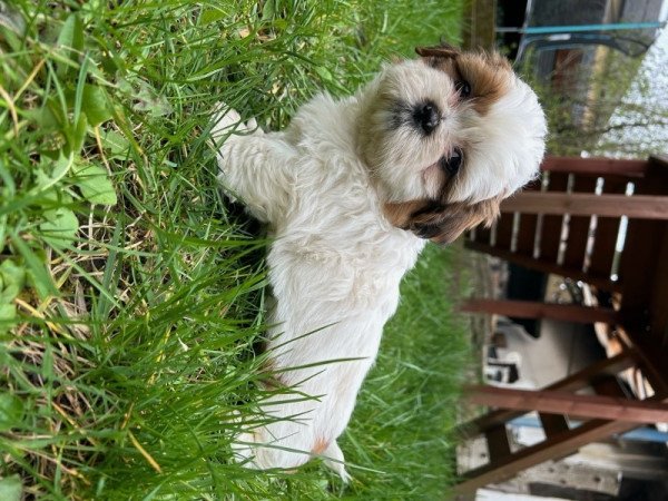 Shih-tzu