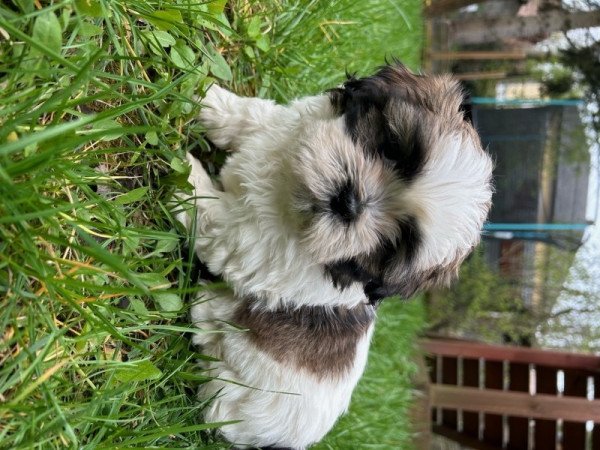 Shih-tzu