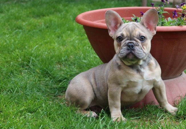 Francia bulldog