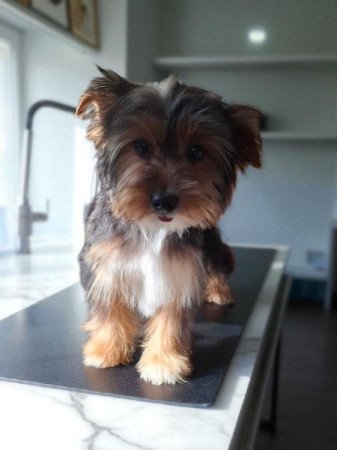 Yorkshire Terrier