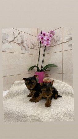 Yorkshire terrier