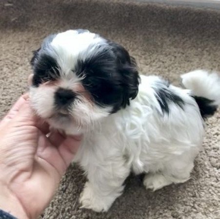 Shih tzu