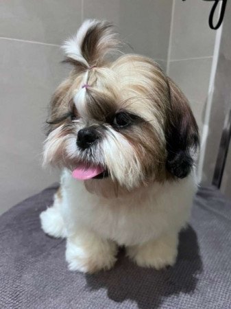 Shih tzu