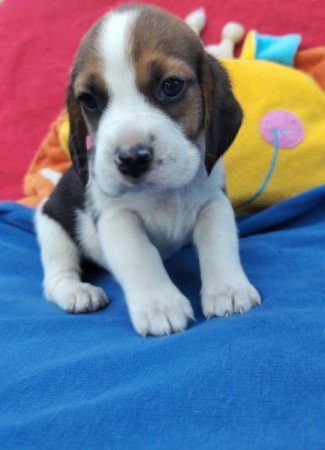Beagle