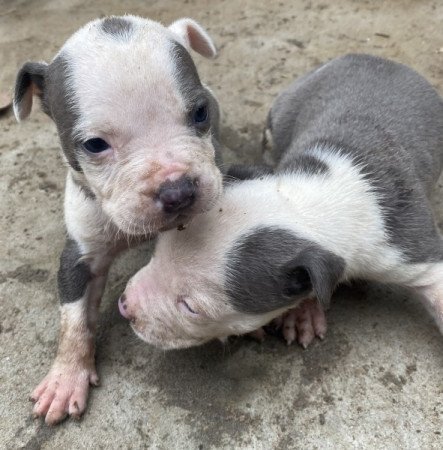 Amerikai staffordshire