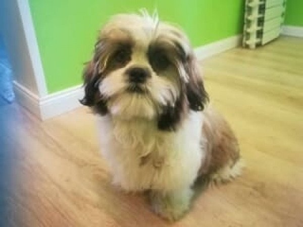 Shih tzu