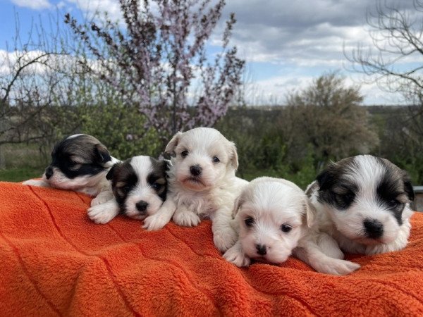 Bichon havanese