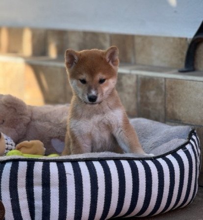 Shiba inu