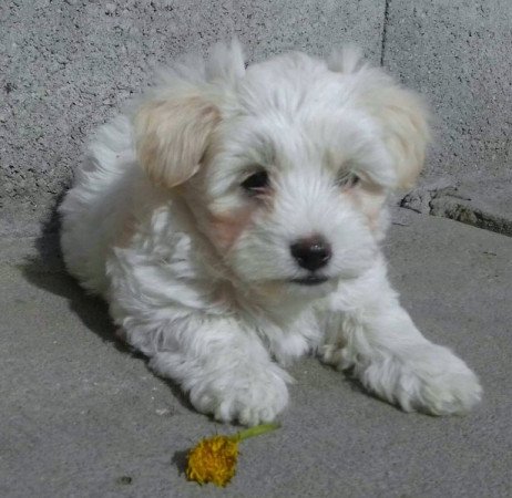 Bichon Havanese